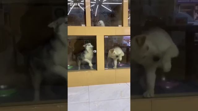 hungry dog part 10 смотреть онлайн