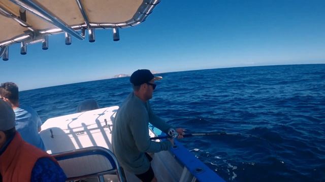 FULL SPEED Vertical Jigging Yellowtail in Bay of LA Part 1/3 смотреть онлайн