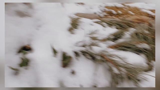 4 апреля 2023 г. ОБЗОР по саду. ТЮЛЬПАНЫ в БЕДЕ . Древовидный пион в снегу. Где Весна? #обзорпосаду смотреть онлайн