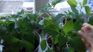 Как отличить рассаду  горького перца от сладкого .