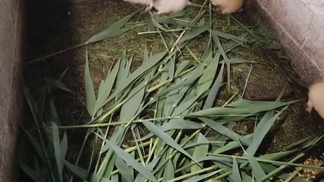 Балуем нутрию камышом! сколько самок к самцу? смотреть онлайн