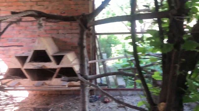 Фазан охотничий куры карликовые смотреть онлайн