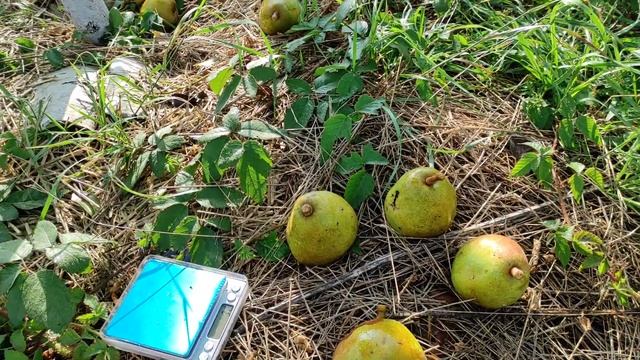 "Анжеліс"- дуже перпективний сорт зимових груш. смотреть онлайн