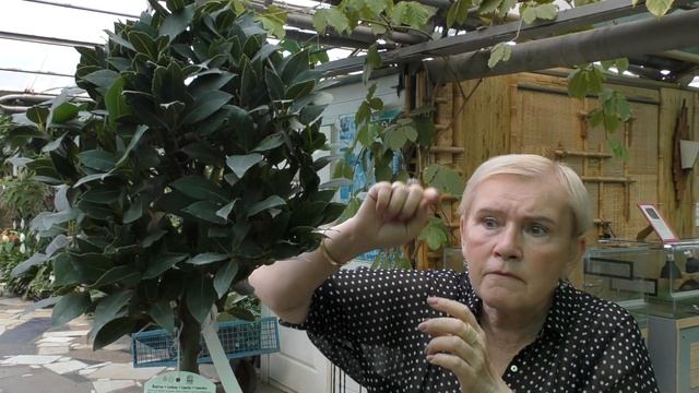 Лавр благородный. смотреть онлайн