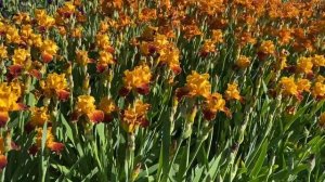 Крым. Никитский ботанический сад. Цветение ирисов. Май 2023