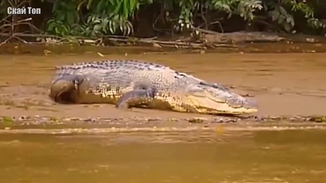 Самые Опасные Животные Азии! смотреть онлайн