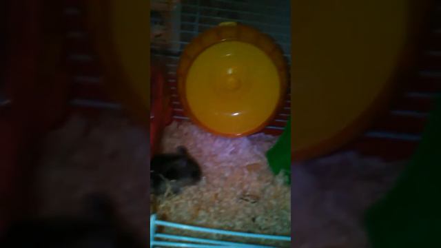 Что делают мои хомяки ночью? смотреть онлайн