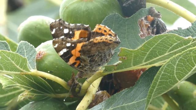 Indian Red Admiral Butterfly on Fig Tree смотреть онлайн