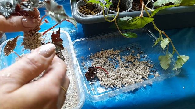 Результаты укоренения Бегоний смотреть онлайн