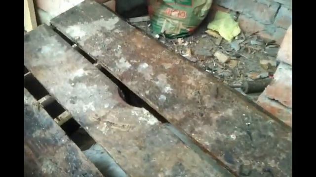 Мясная продуктивность цыплят породы Пушкинская в возрасте 3 месяца. ЦЫПЛЕНОК ТАБАКА.. смотреть онлайн