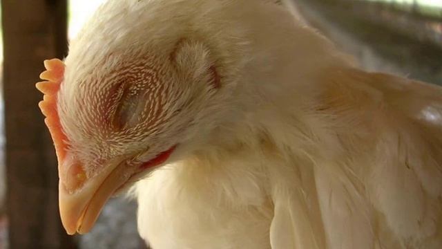 Почему могут слепнуть куры смотреть онлайн