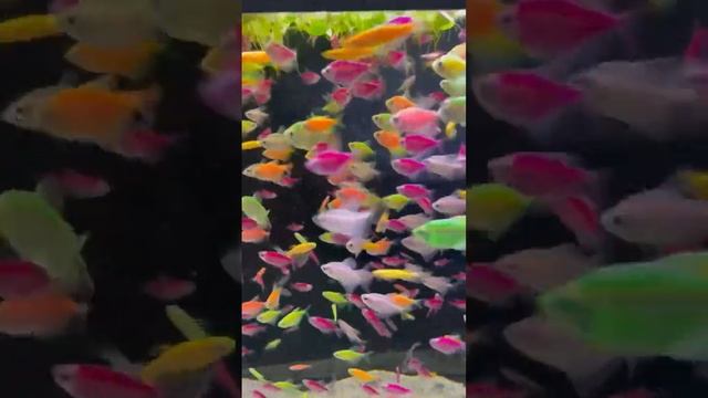 ?как вам эти рыбки❓ #аквариум #mashabloom #машаблюм #aquarium #аквариумистика #aquascape #aqua