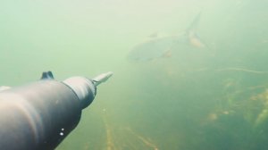 Подводная охота на малых реках в Рязанской области!