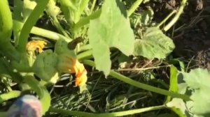 ВЫРАЩИВАНИЕ ПАТИССОНОВ! ПОЛУЧАЕМ ОТЛИЧНЫЙ УРОЖАЙ!