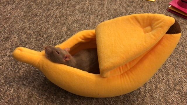 Sleepy Bean Chilling in a Banana Bed смотреть онлайн