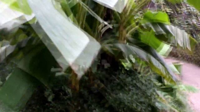 Грузия.2016г. Зеленый мыс. Ботанический сад.(часть1) смотреть онлайн