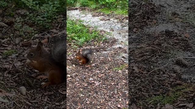 Куда же я его спрятала