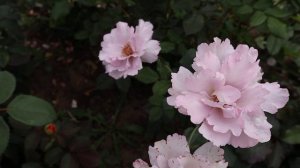 Супер розы, японские сорта, идеальные, уникальные, оригинальные – БЕСТСЕЛЛЕРЫ ДЛЯ ВАШЕГО САДА!