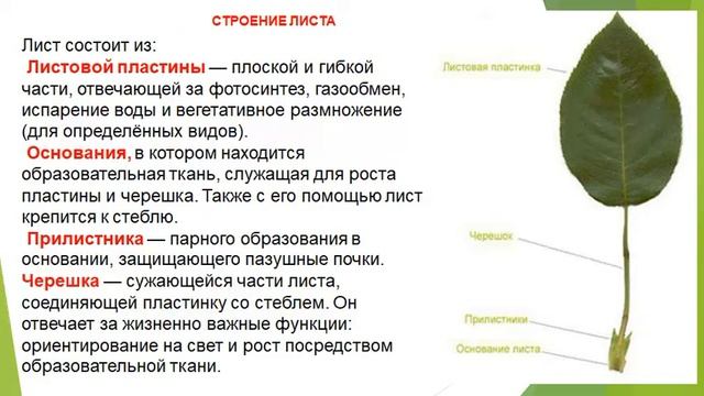 Вегетативные органы растений, Лист. смотреть онлайн