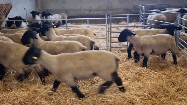 Отбор N.3 ярки суффолк #суффолк #овцы #suffolk #suffolksheep смотреть онлайн