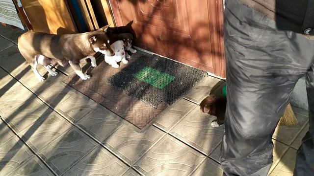 Малыши первый раз гуляют во дворе. смотреть онлайн