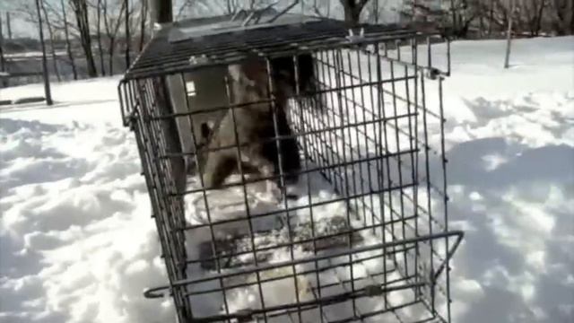 Squirrel Falls to Death - Pilate's Dream! смотреть онлайн