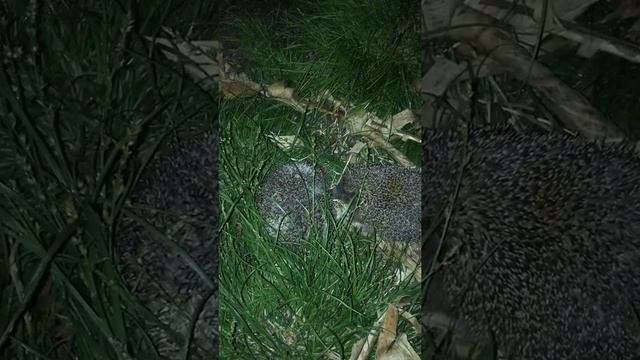 ?Просто 2 ежика спят у нас в саду) Сочинские Ежики дружат с нашими котиками и обедают с ними)? смотреть онлайн