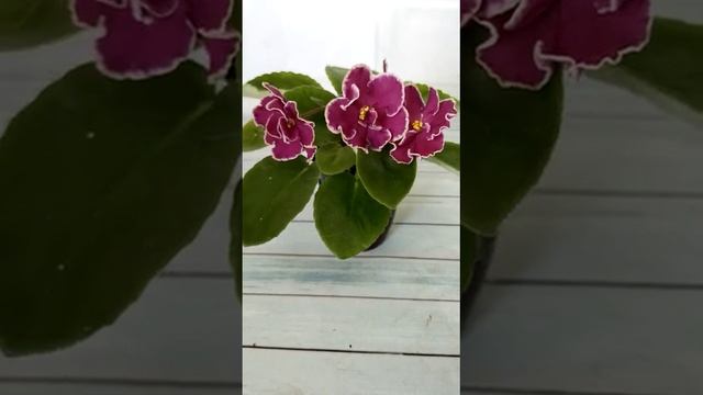 Фиалка ВаТ-Мистический Мавилик. смотреть онлайн
