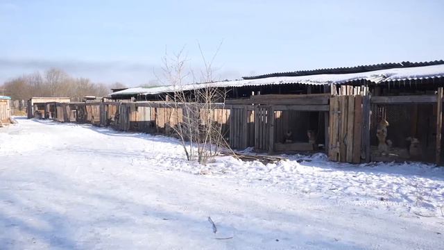 Власти Бурятии помогают приютам для животных смотреть онлайн