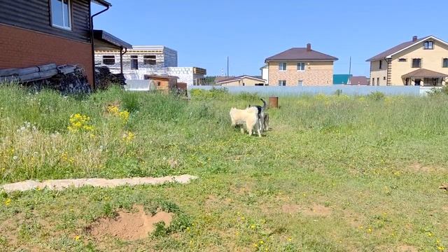 как назревала глобальная драка собак и как я в неё чуть не попалась смотреть онлайн