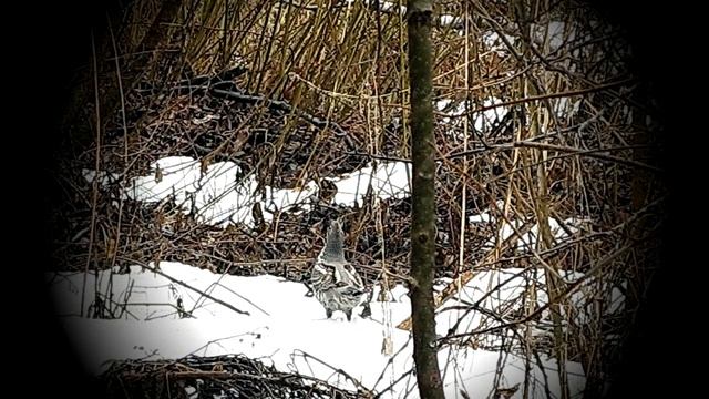 Насекомые и птицы в природе