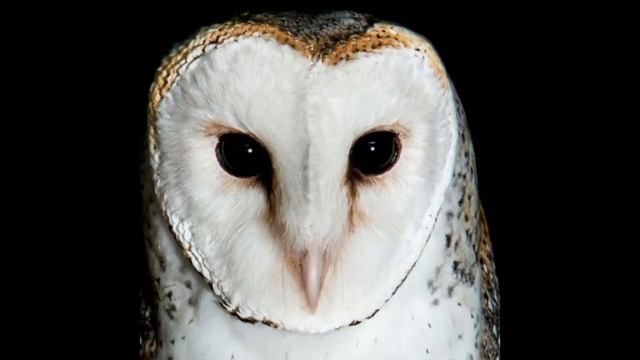 Learn All About Owls For Kids Great For Preschool Children смотреть онлайн