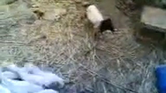 Злой Баран смотреть онлайн