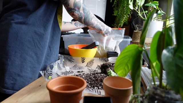 Plant Chores Vlog | hoya trellis, polyneura propagations, repot cactus смотреть онлайн