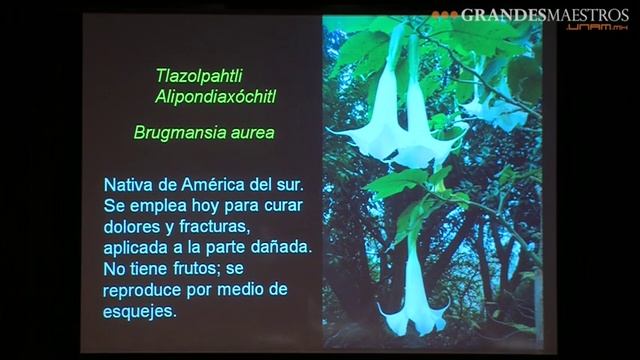 Mercedes de la Garza en Grandes Maestros.UNAM (cuarta sesión 4/5) смотреть онлайн