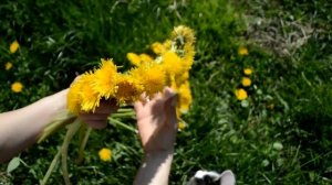 Как сплести венок из одуванчиков: детальное видео для вас!