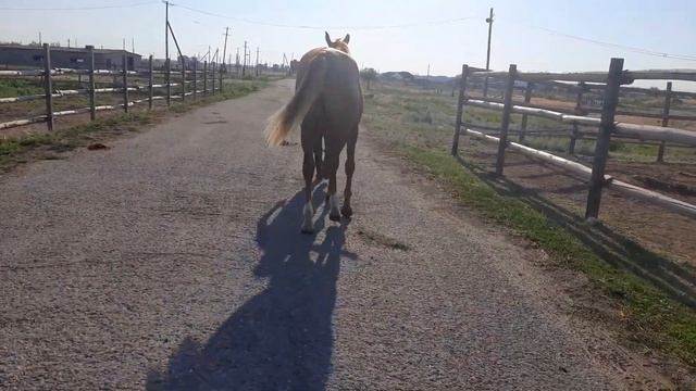 Донской жеребец 2021 г.р. смотреть онлайн