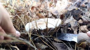 Нашли  грибы синие ножки в этих местах! Сбор грибов в ноябре