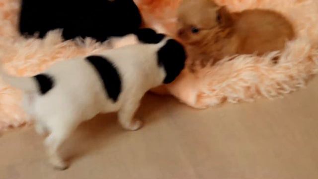 детки чихуахуа смотреть онлайн