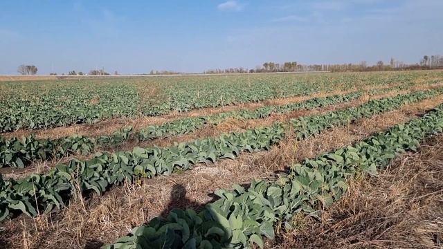 Цветная капуста Абени и СВ5777, 23 октября 2023 год. смотреть онлайн