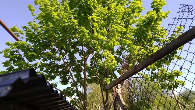 Сколько весят купленные крольчихи и чем лучше кормить кроликов смотреть онлайн