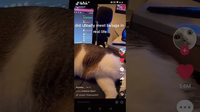 The Beluga cat in real life смотреть онлайн