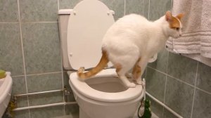 Кот ходит на унитаз и сам смывает за собой