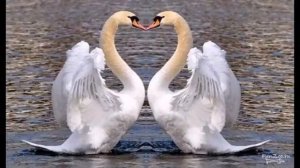 Лебединая верность