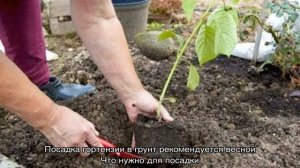 Гортензия в Сибири — посадка и уход в открытом грунте