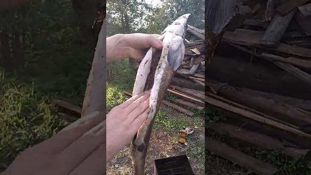 Как коптить осетра 1 часть из 3 смотреть онлайн