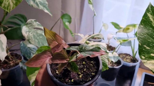 Syngonium Red Spot Tricolor - Baby Pflanze Neuzugang im Jungle #syngonium #monstera смотреть онлайн