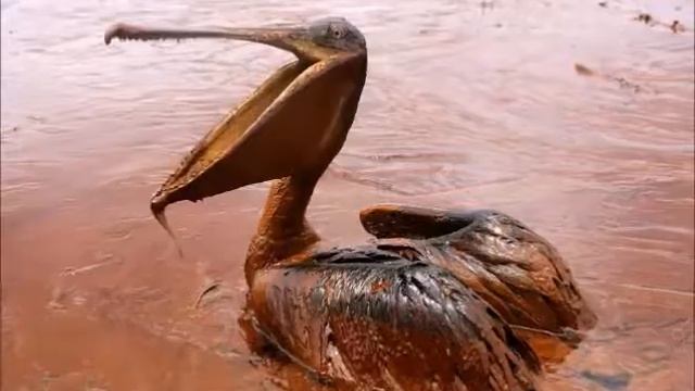 Сохраним природу для будущего поколения смотреть онлайн