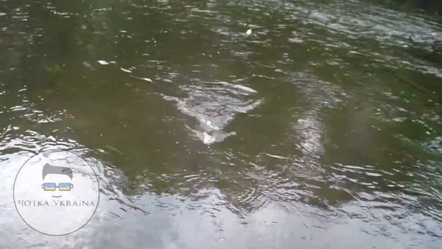 КАК КЛЮЁТ ГОЛАВЛЬ НА МАЙСКОГО ЖУКА!!!!! смотреть онлайн