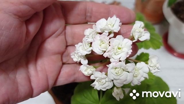 Комнатные цветы. Комнатные растения, какие у меня ещё есть. смотреть онлайн